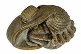 Wide, Enrolled Eldredgeops Trilobite Fossil - Ohio #188897-4